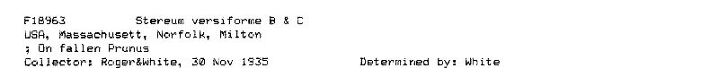 Peniophora versiformis image