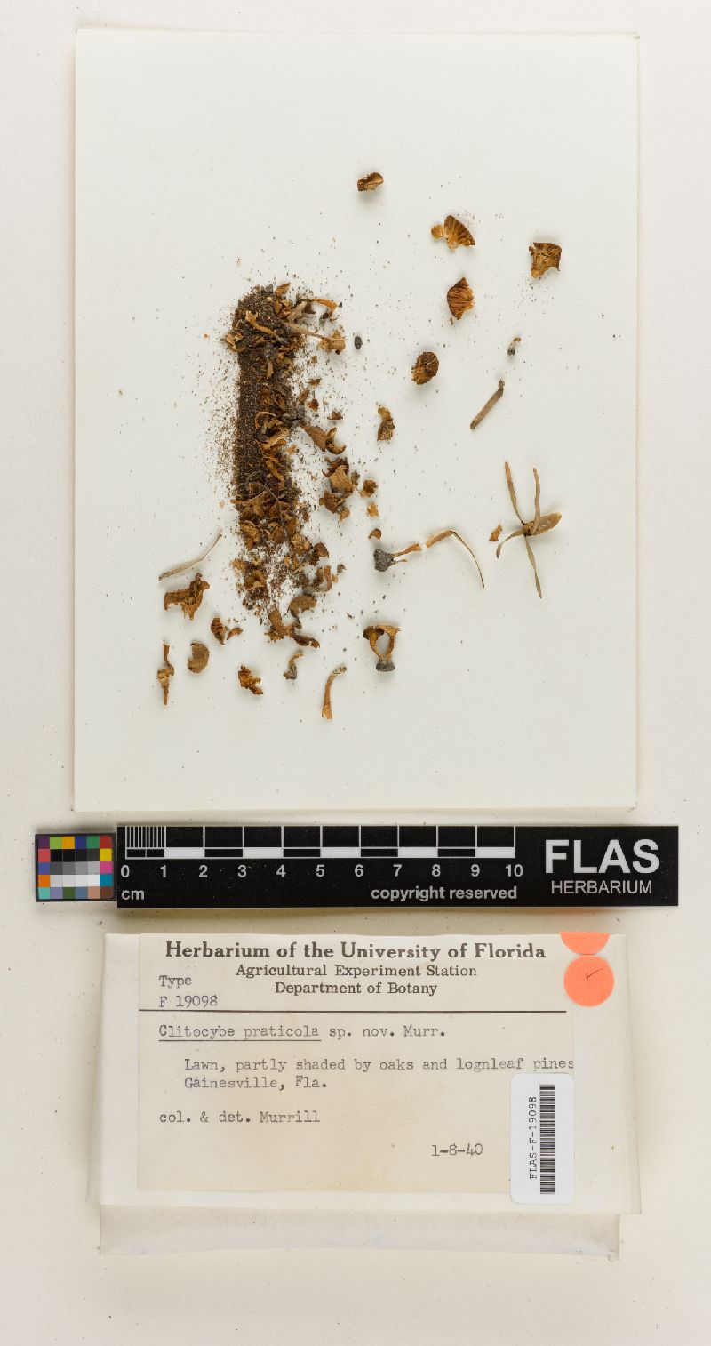 Clitocybe praticola image