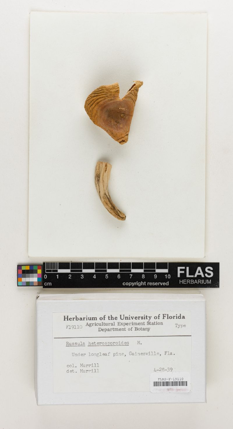 Russula heterosporoides image