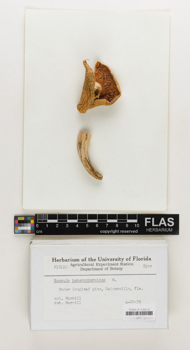 Russula heterosporoides image
