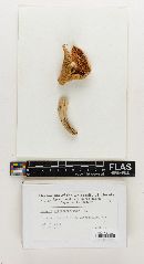 Russula heterosporoides image