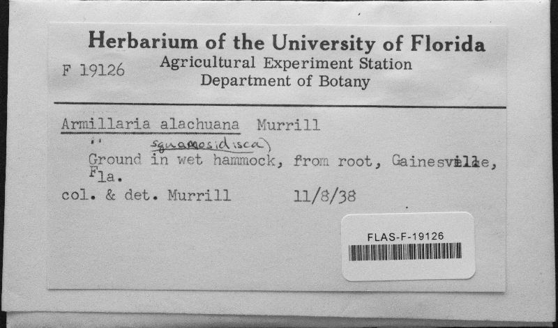 Lulesia alachuana image