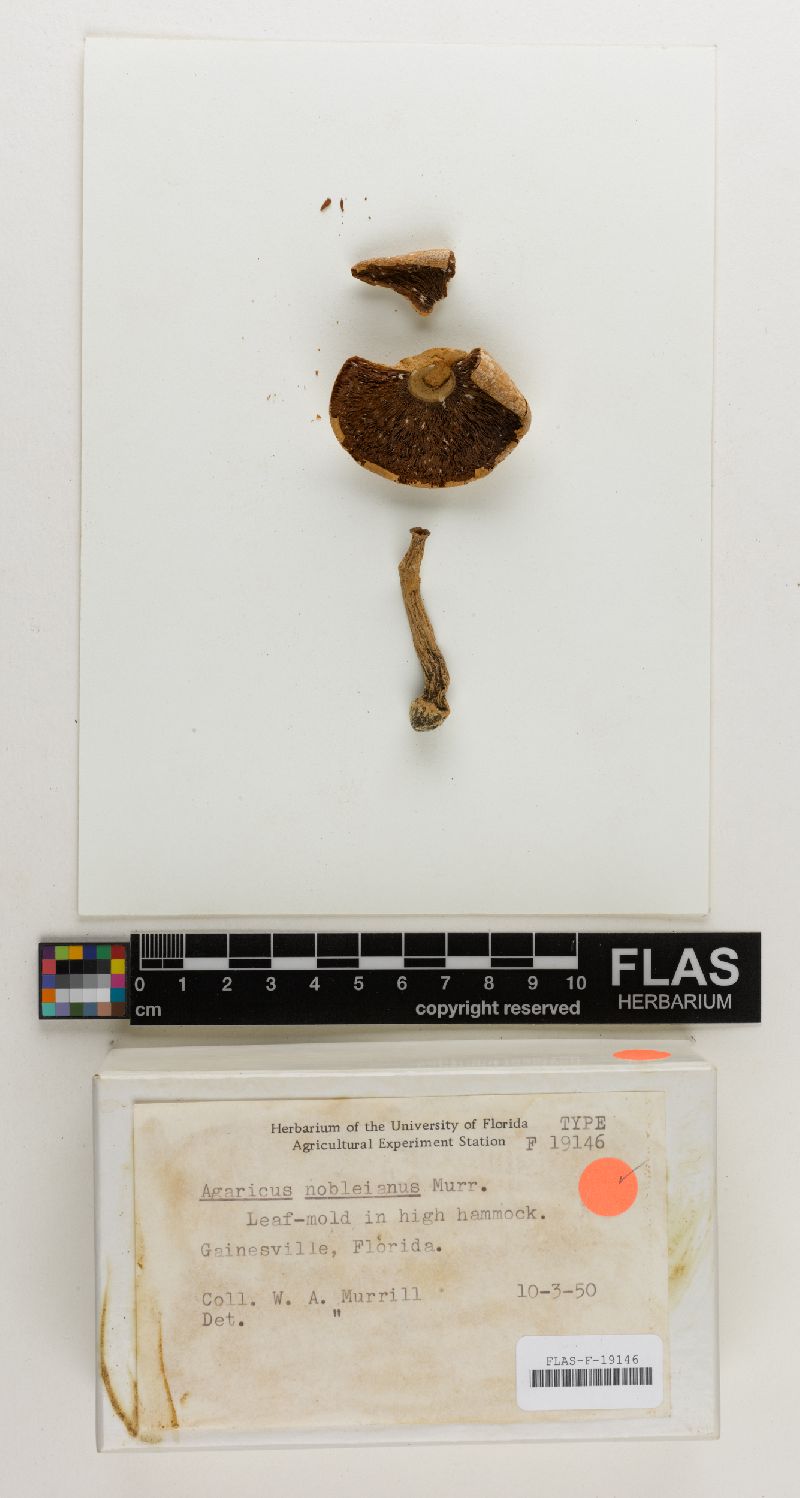 Agaricus nobelianus image