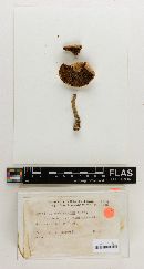 Agaricus nobelianus image