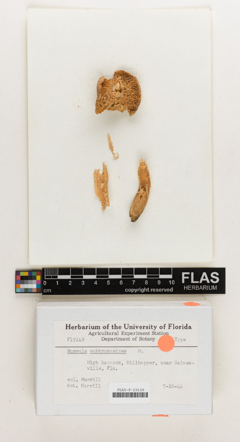 Russula subbrunneipes image
