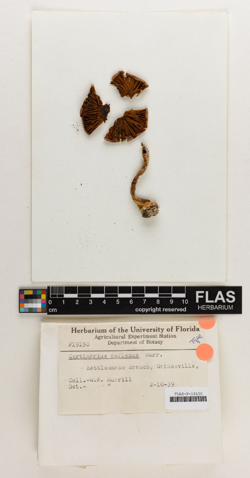 Cortinarius deflexa image
