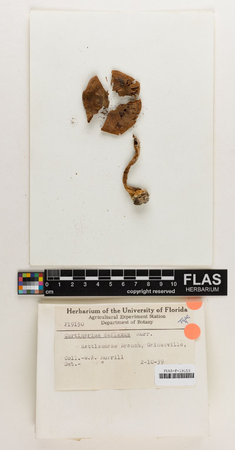 Cortinarius deflexa image