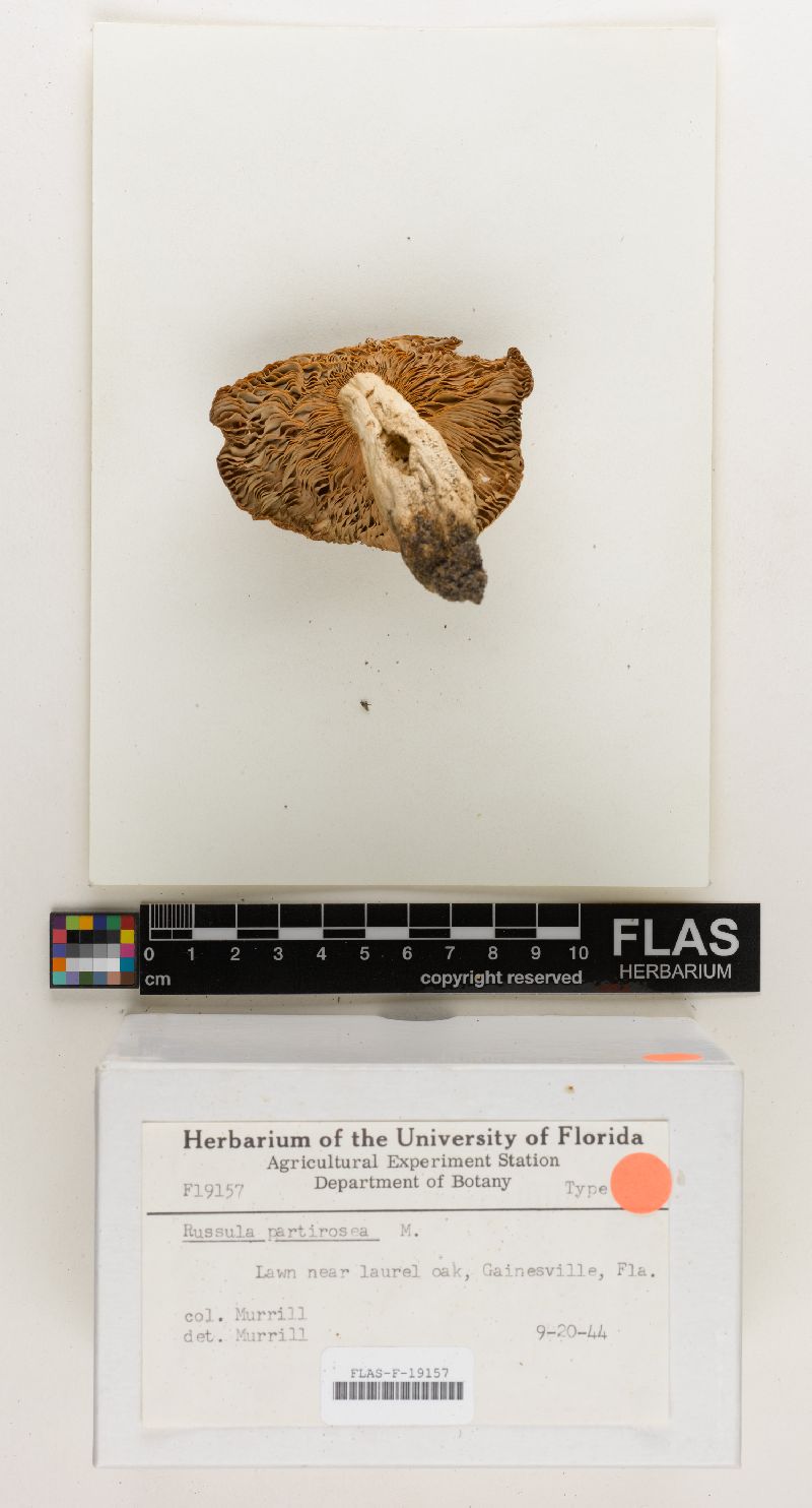 Russula partirosea image