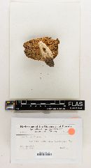 Russula partirosea image