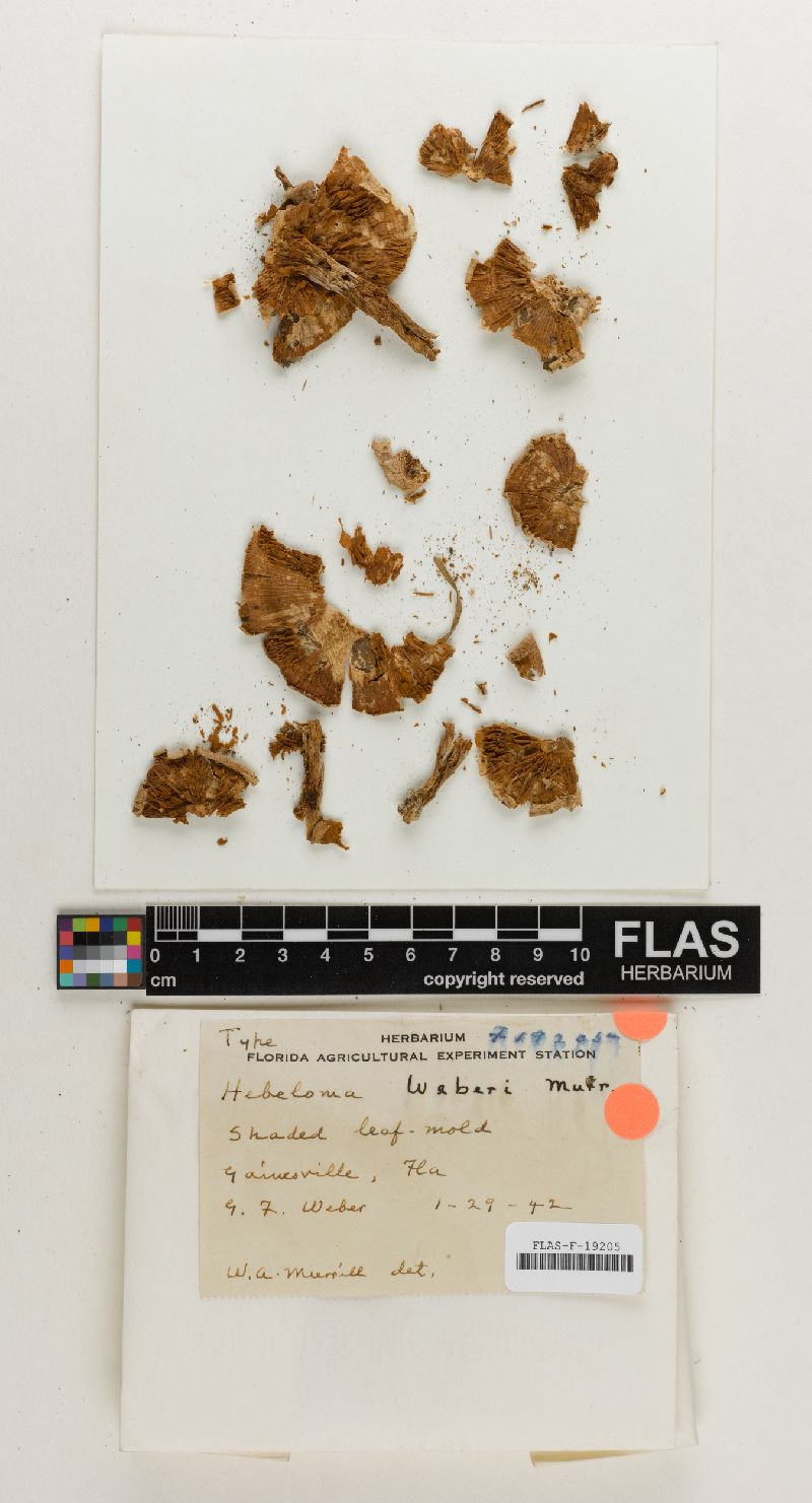 Hebeloma weberi image