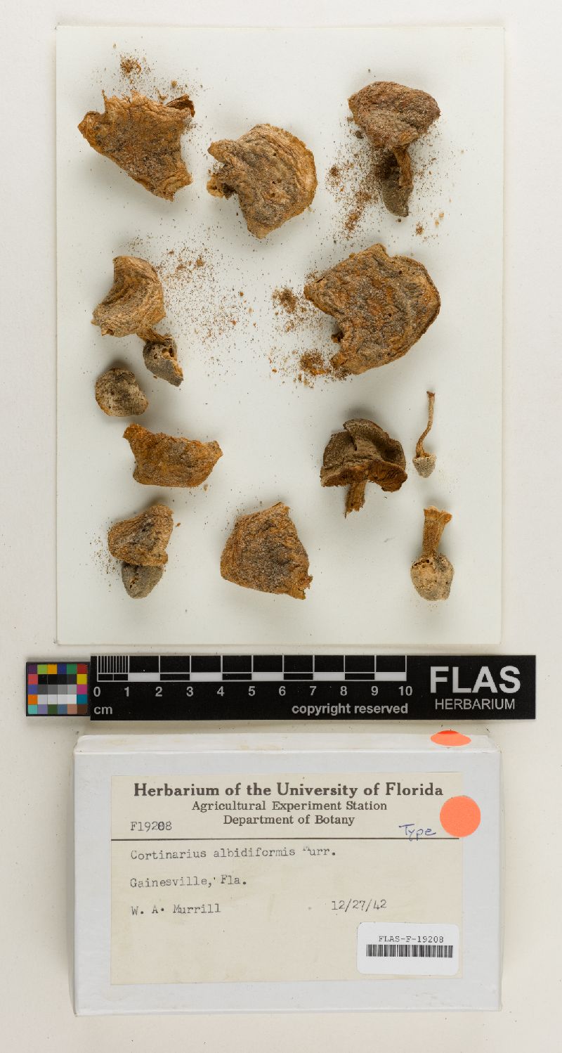 Cortinarius albidiformis image