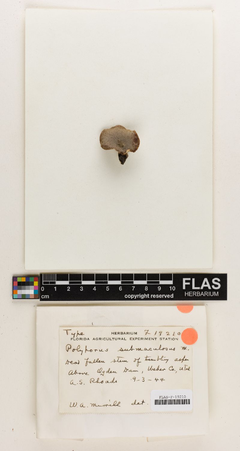 Polyporus submaculosus image