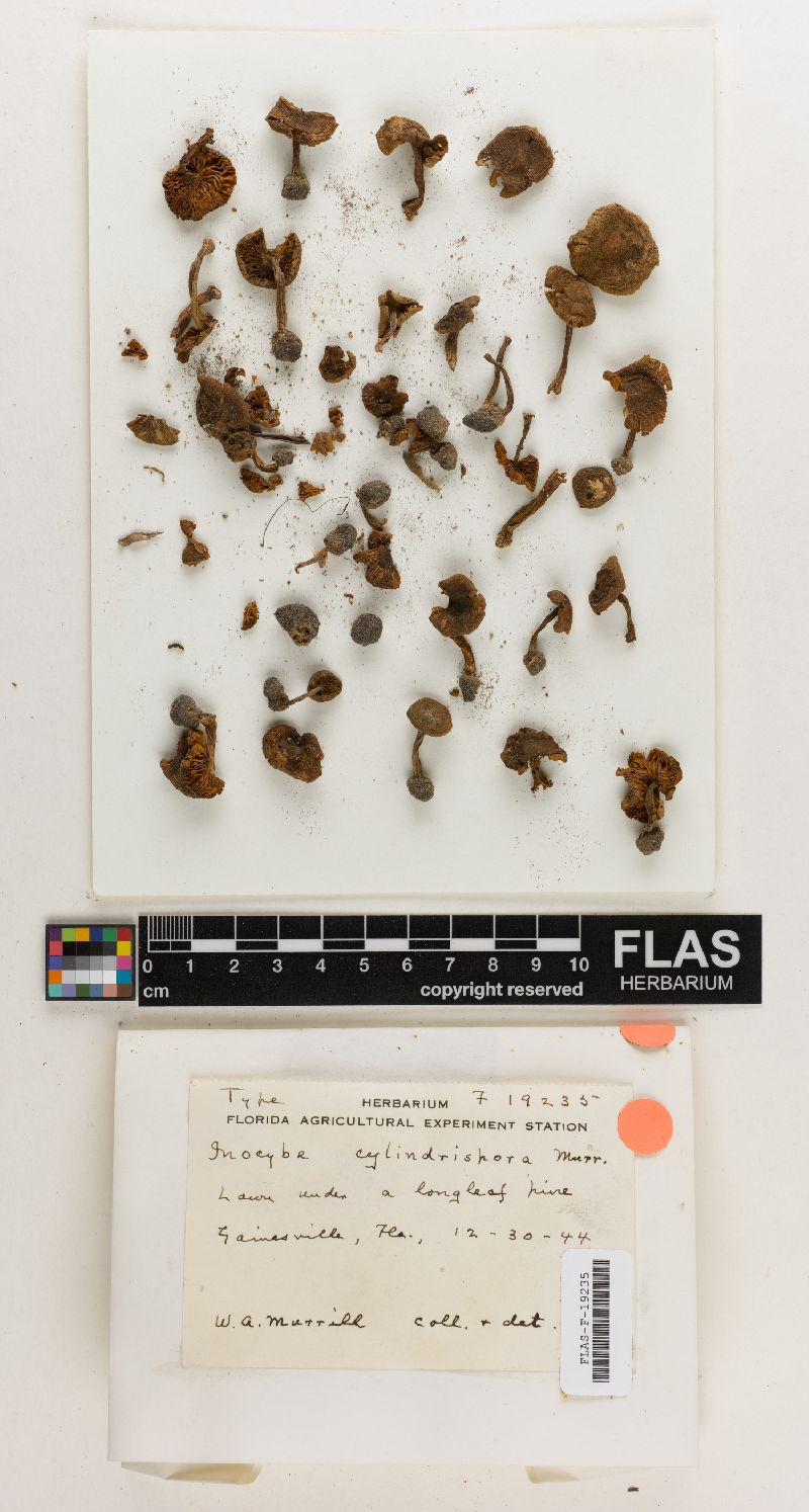 Inocybe cylindrispora image