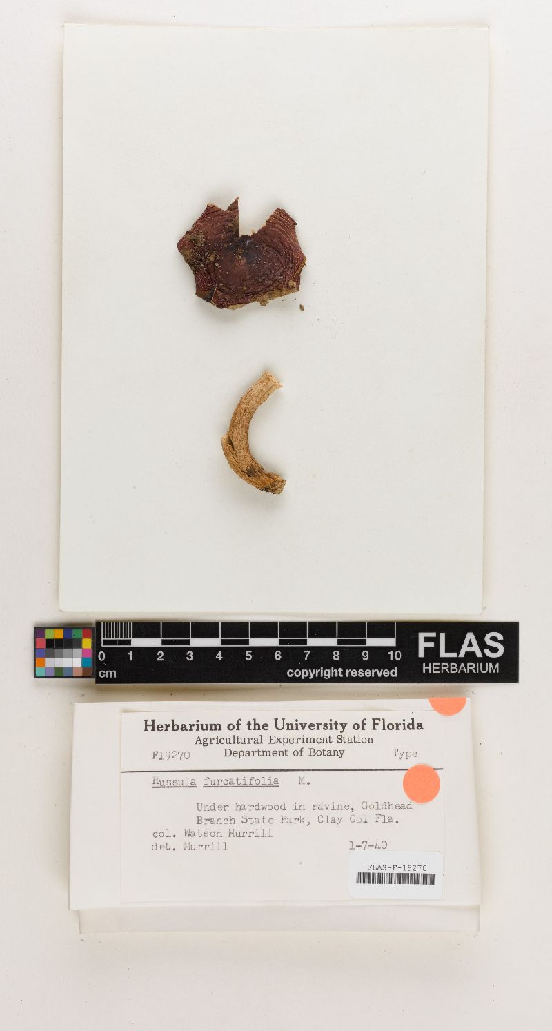Russula furcatifolia image