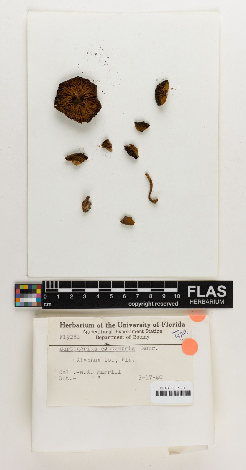Cortinarius campestris image