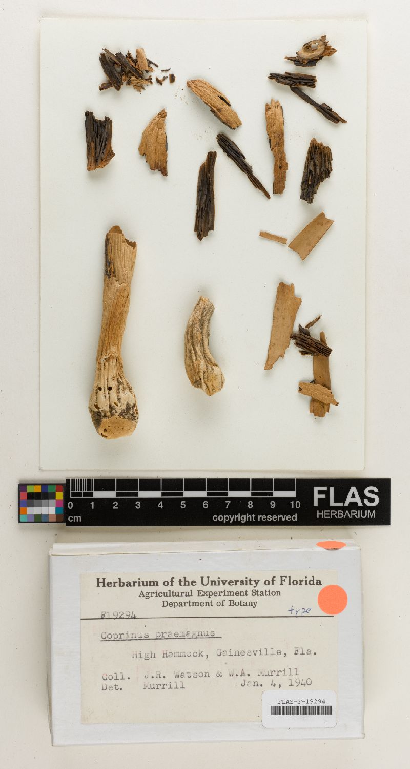 Coprinus praemagnus image