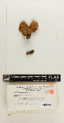 Boletus pallidiceps image