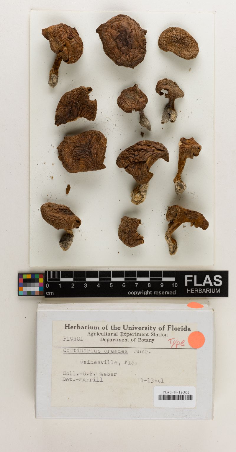 Cortinarius oreades image