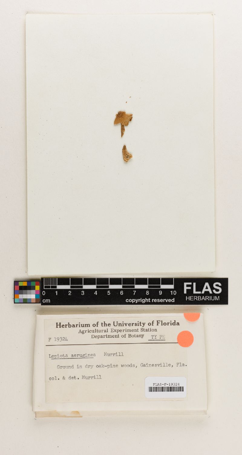 Lepiota aeruginea image