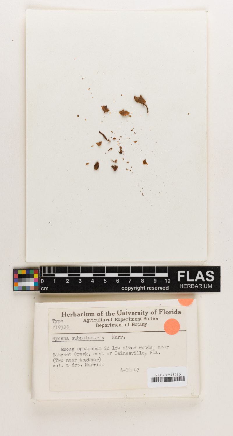 Mycena subpalustris image