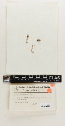 Omphalia australis image