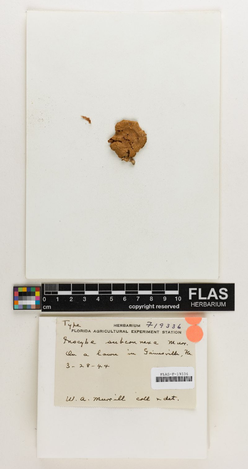 Inocybe subconnexa image