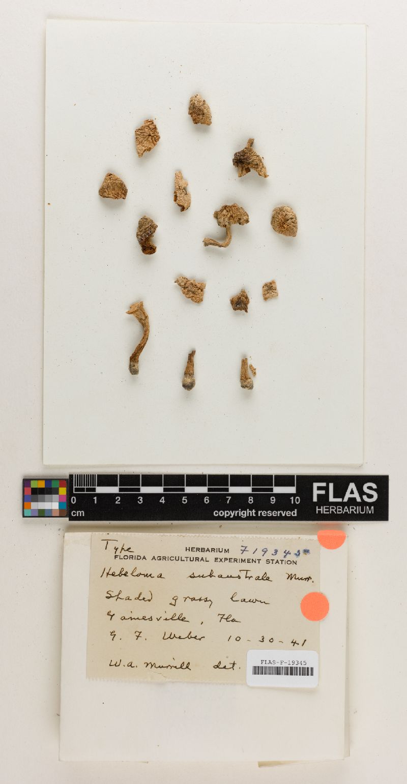 Hebeloma subaustrale image