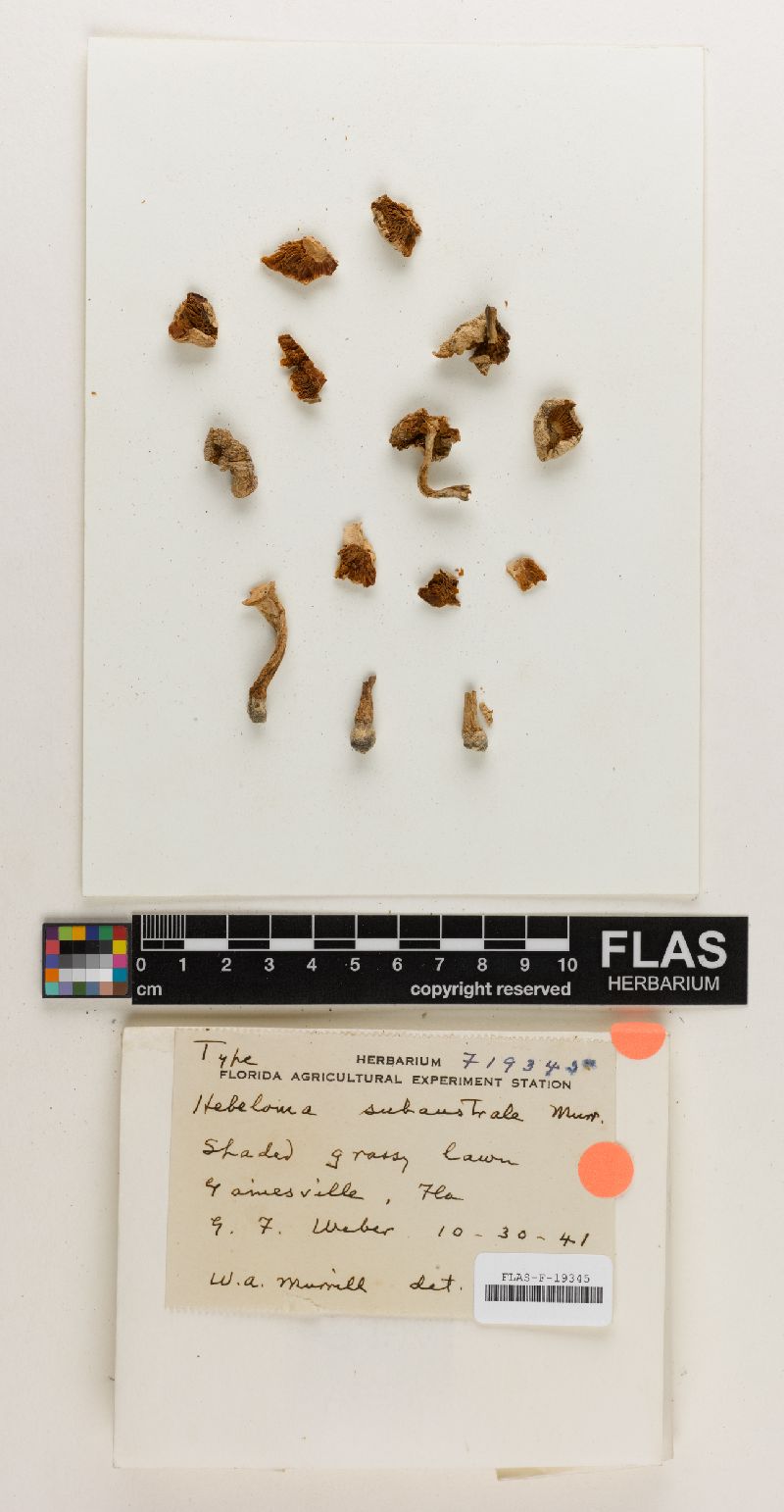 Hebeloma subaustrale image