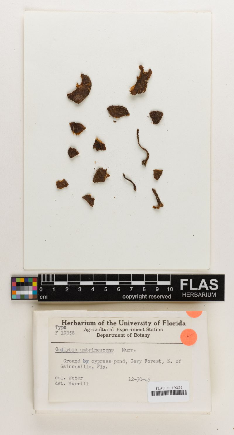 Collybia umbrinescens image