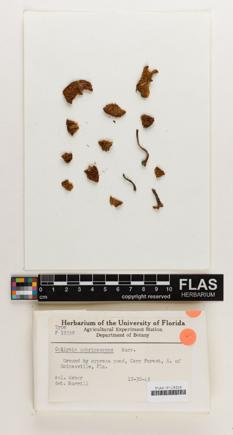 Collybia umbrinescens image