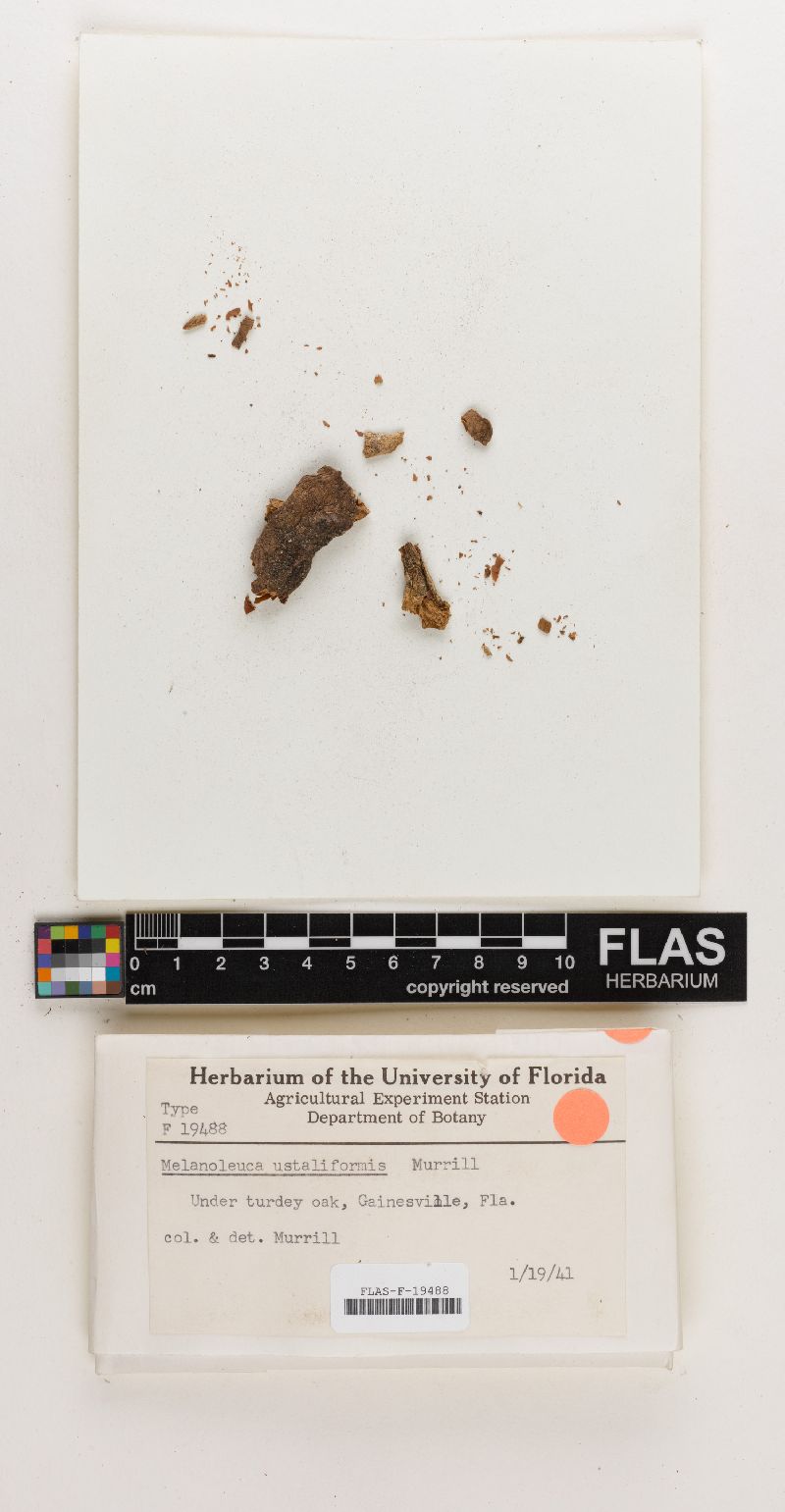 Melanoleuca ustaliformis image