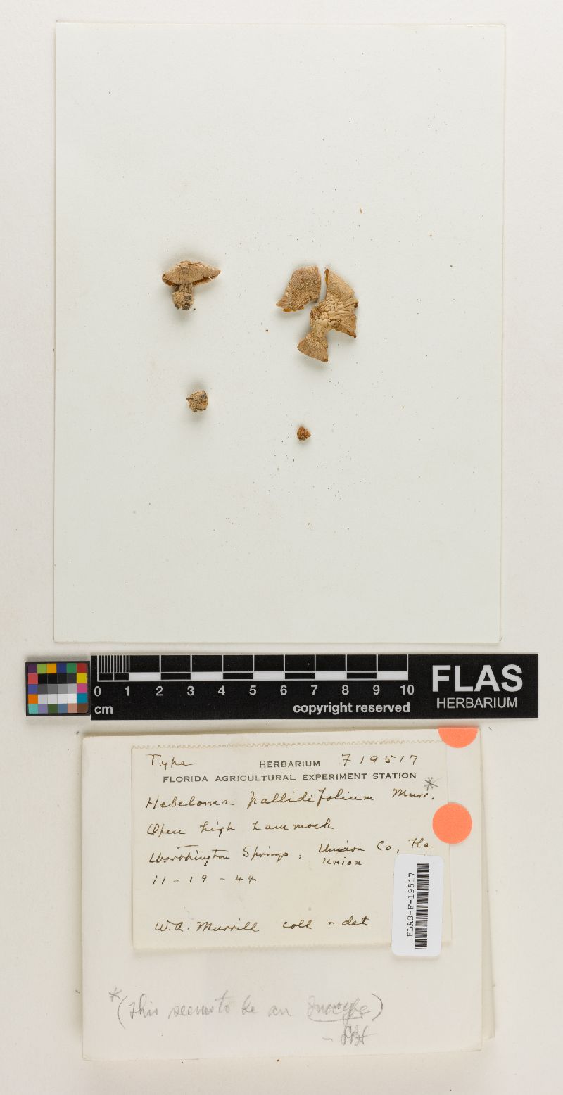Hebeloma pallidifolium image