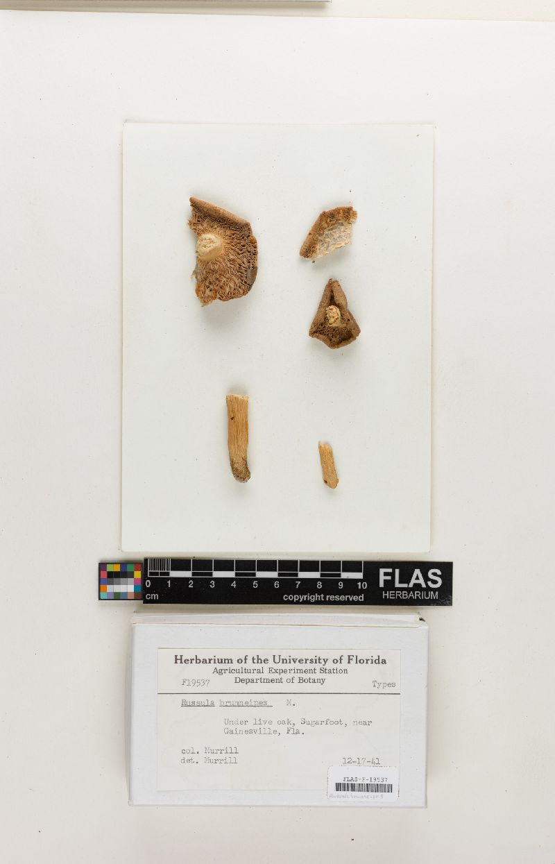 Russula brunneipes image