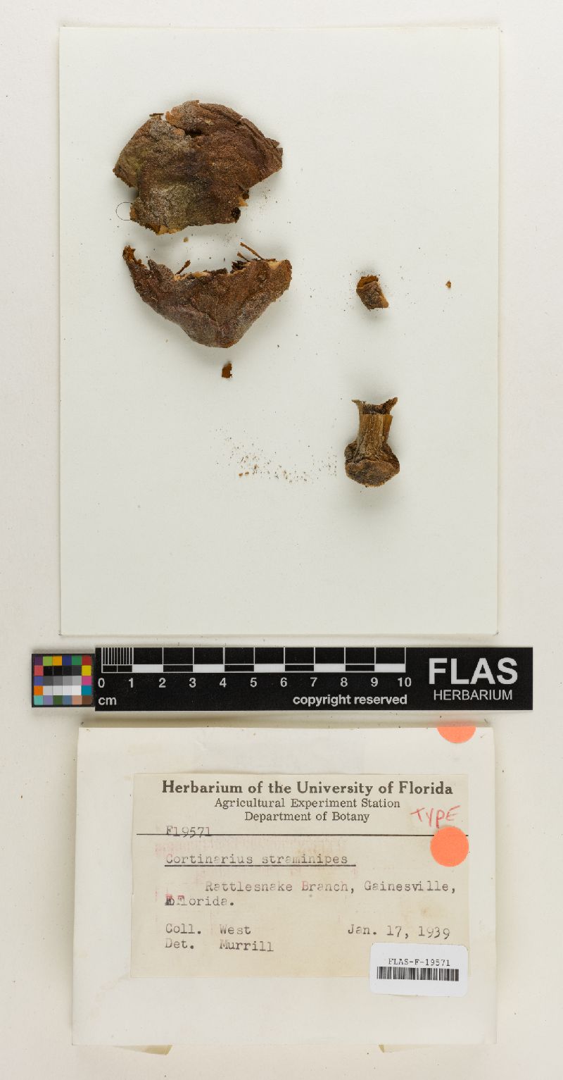 Cortinarius straminipes image