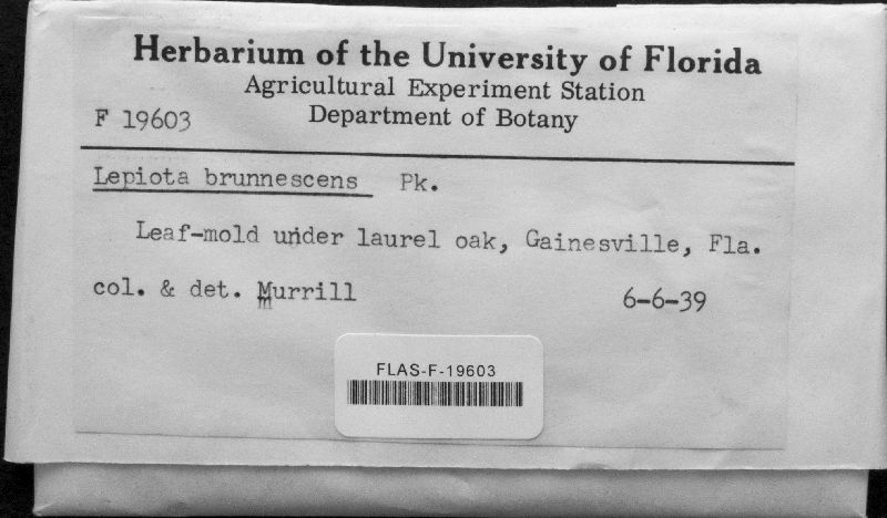 Lepiota brunnescens image