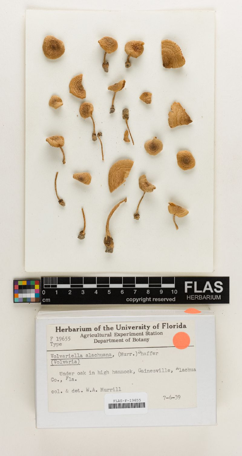 Volvariella alachuana image