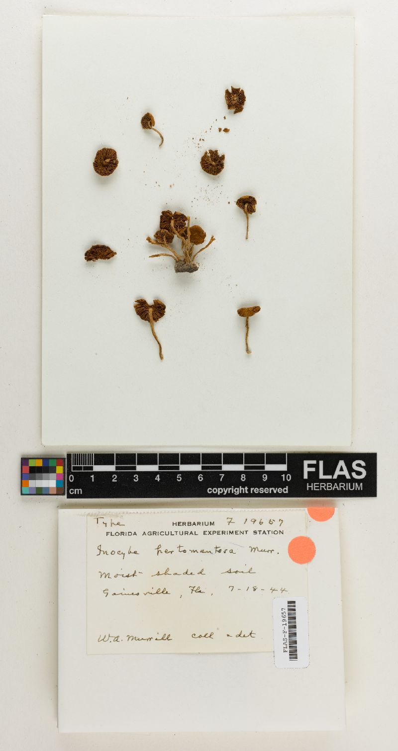 Inocybe pertomentosa image