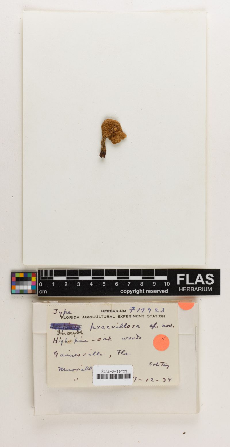 Inocybe praevillosa image
