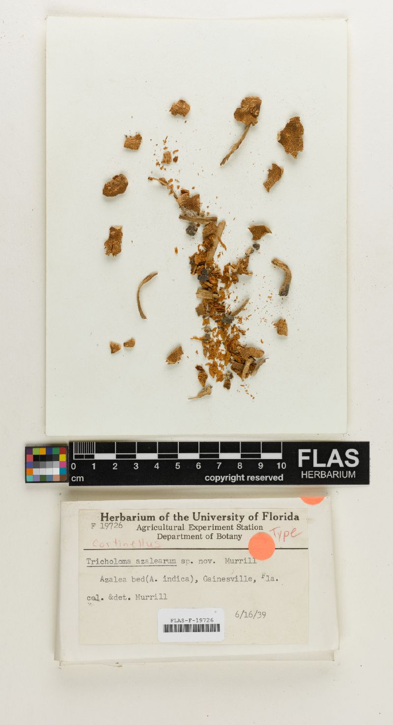 Tricholoma azalearum image