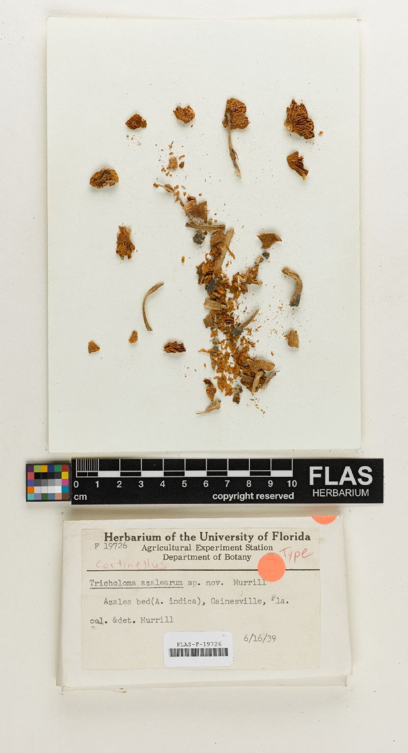Tricholoma azalearum image