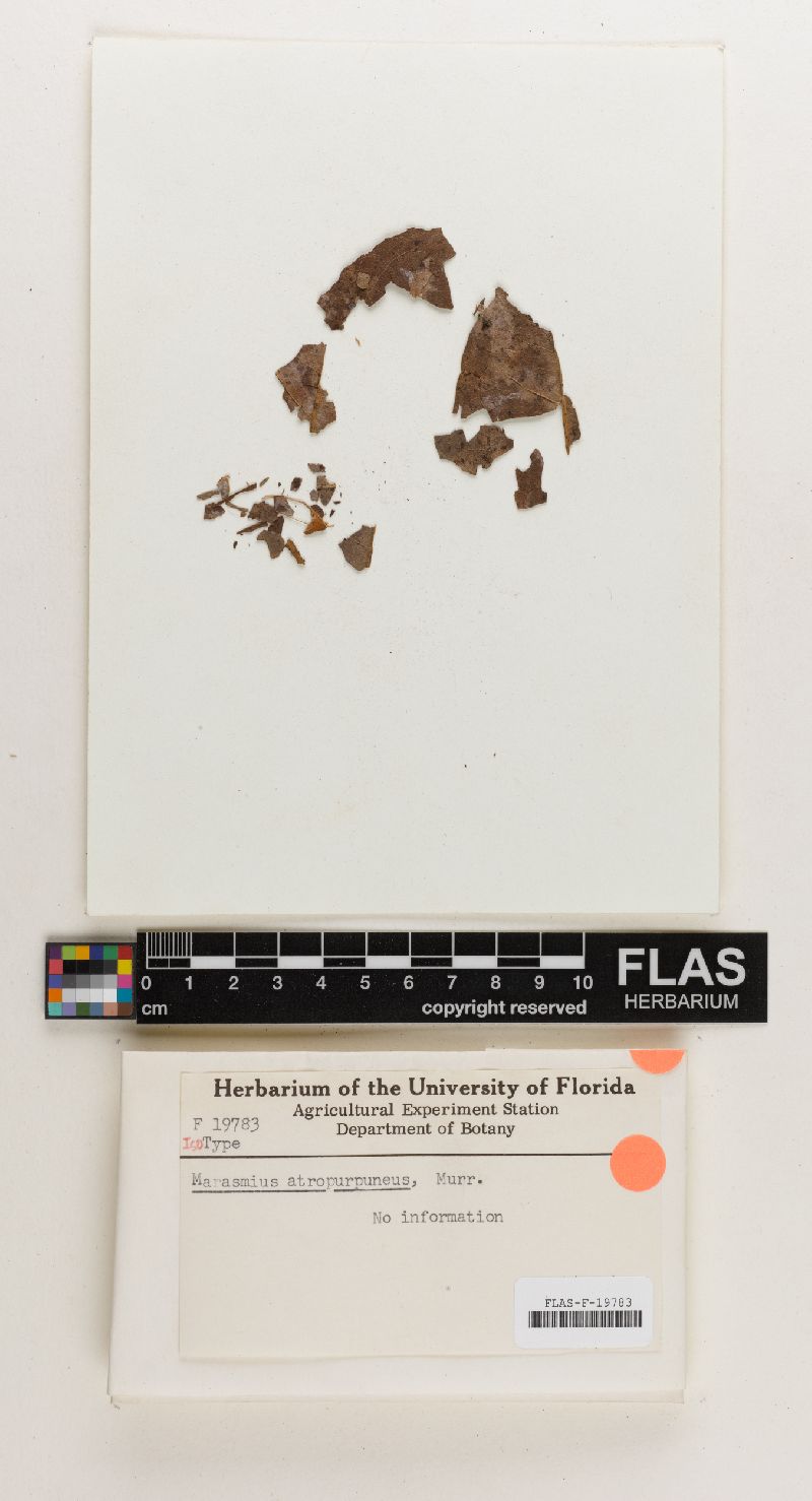 Marasmius atropurpureus image