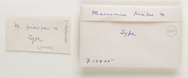 Marasmius picipes image