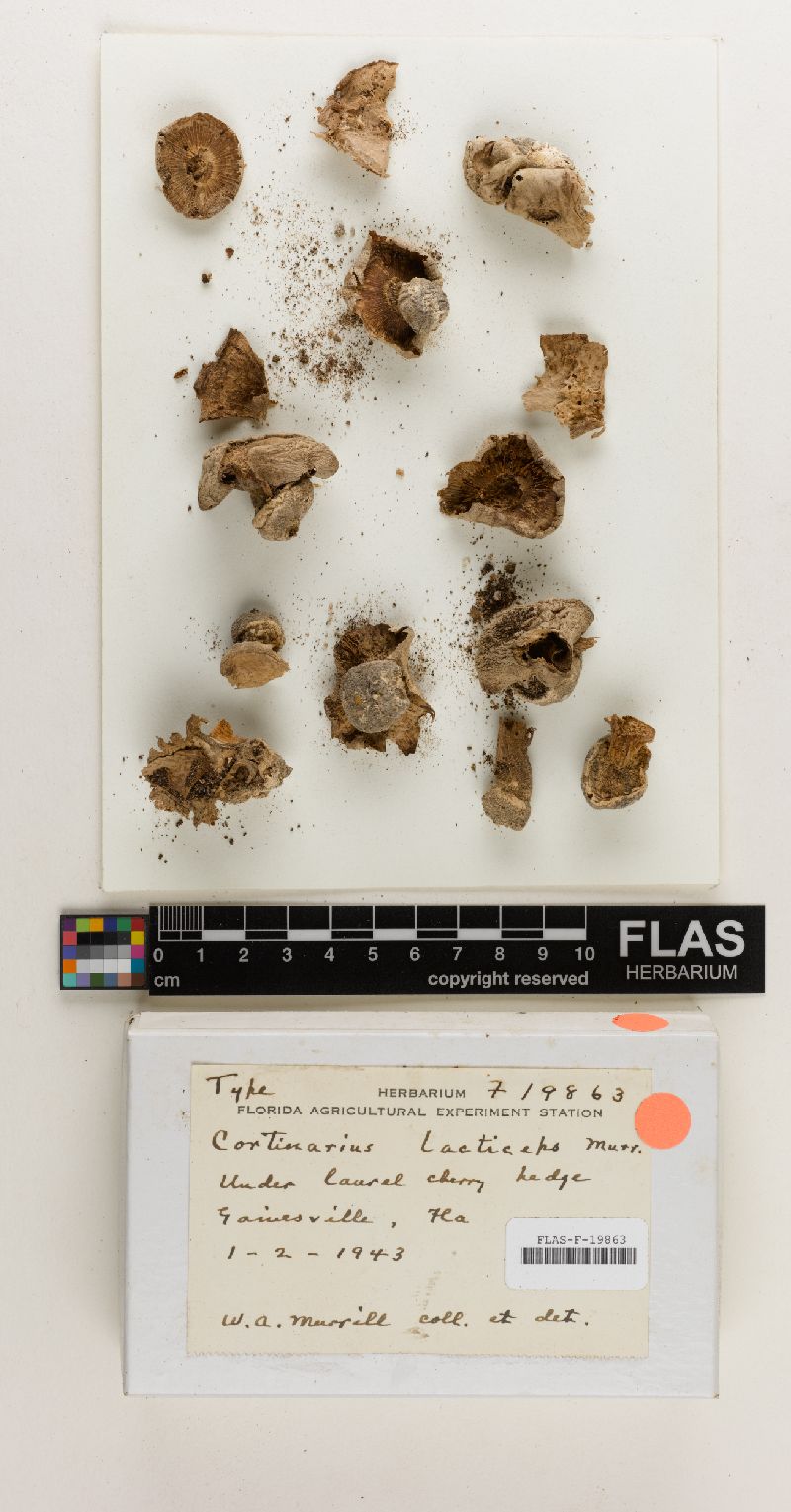 Cortinarius lacticeps image