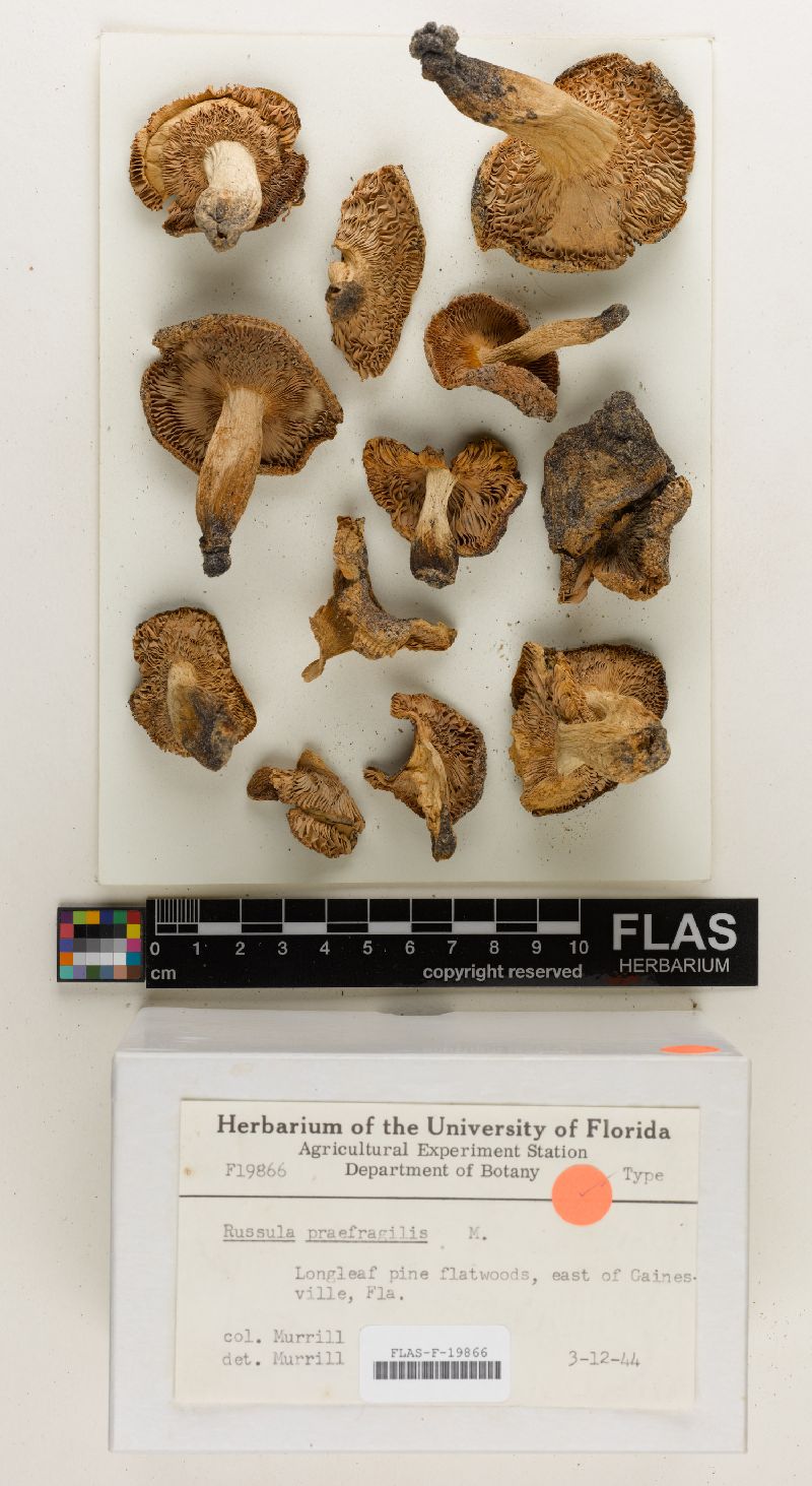 Russula praefragilis image