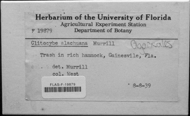 Lulesia alachuana image