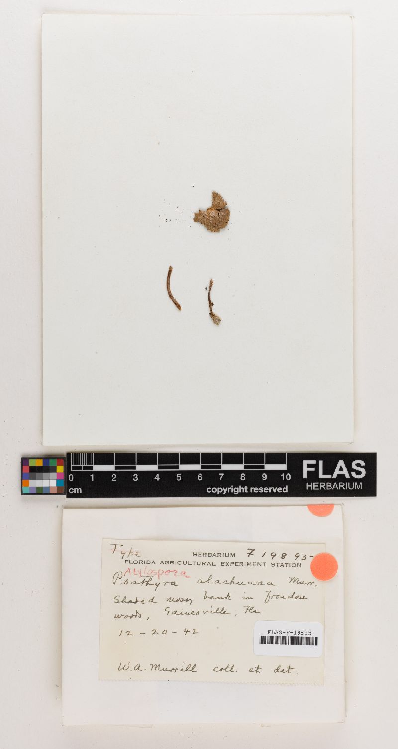 Psathyra alachuana image