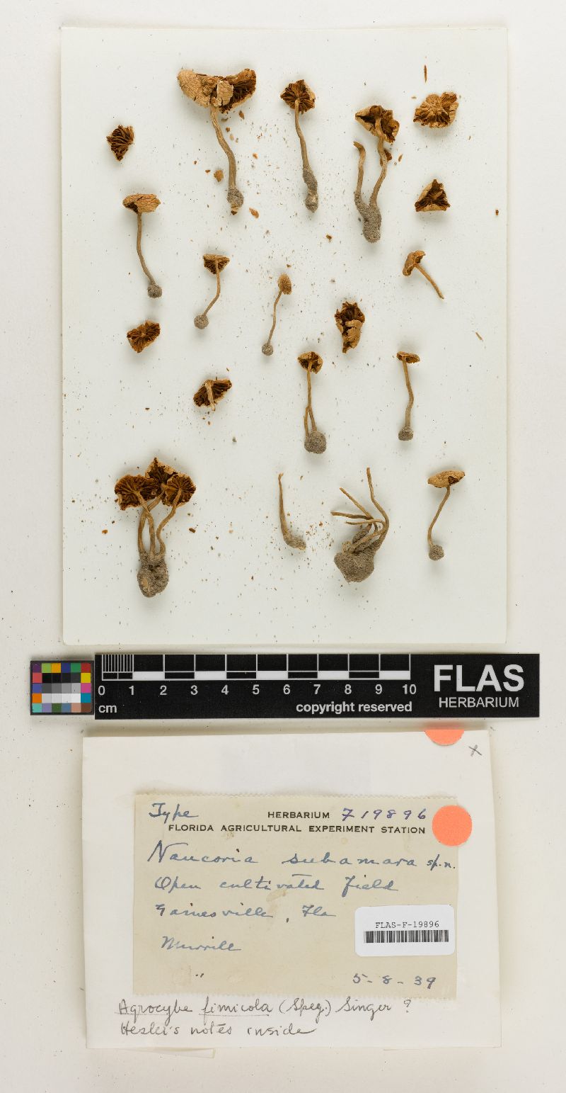 Naucoria subamara image