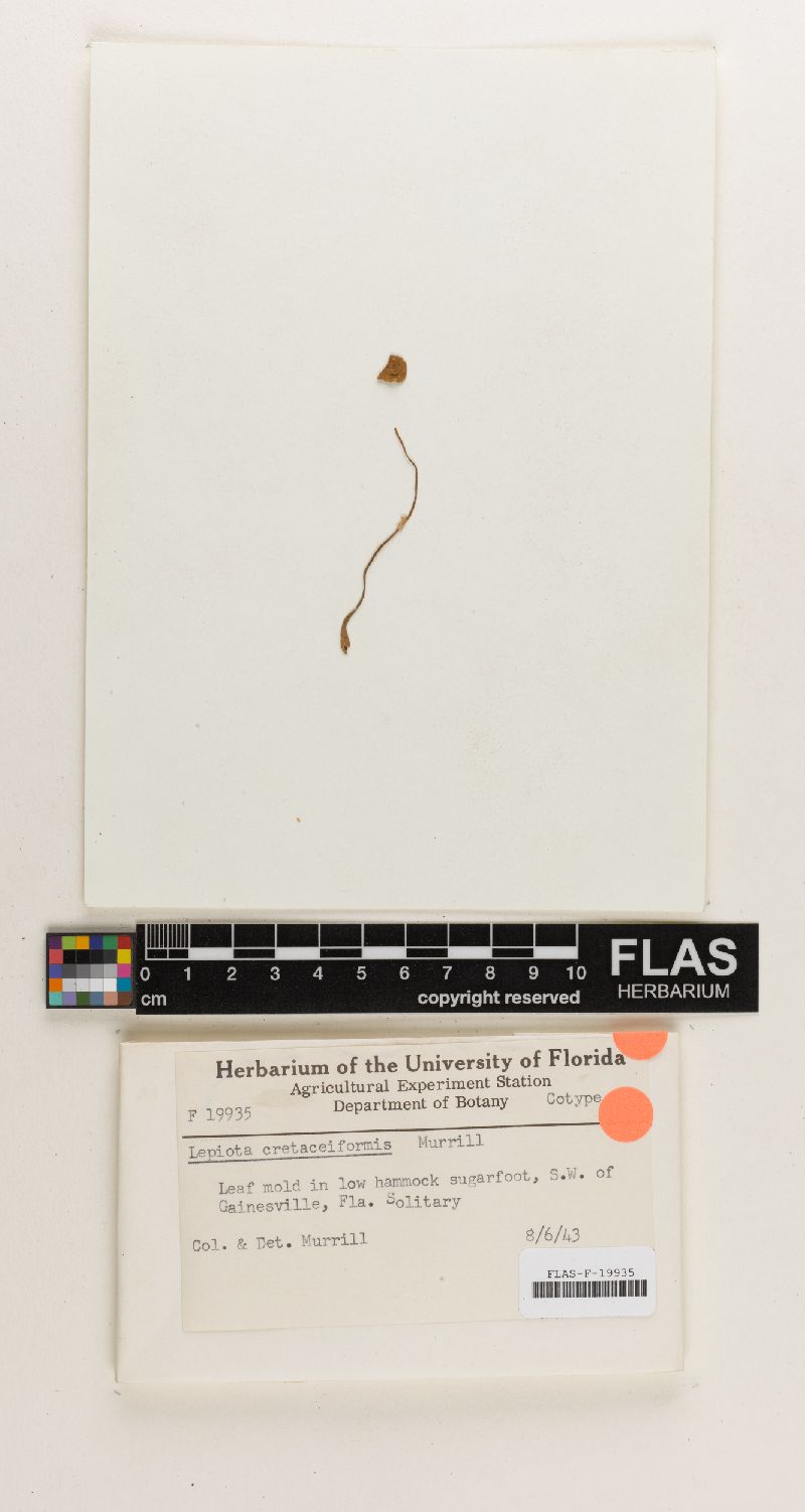 Lepiota cretaceiformis image