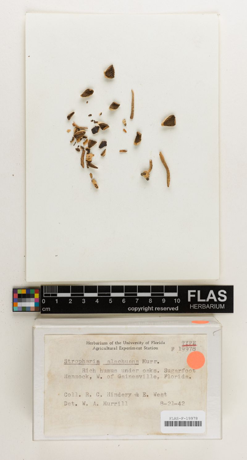 Stropharia alachuana image