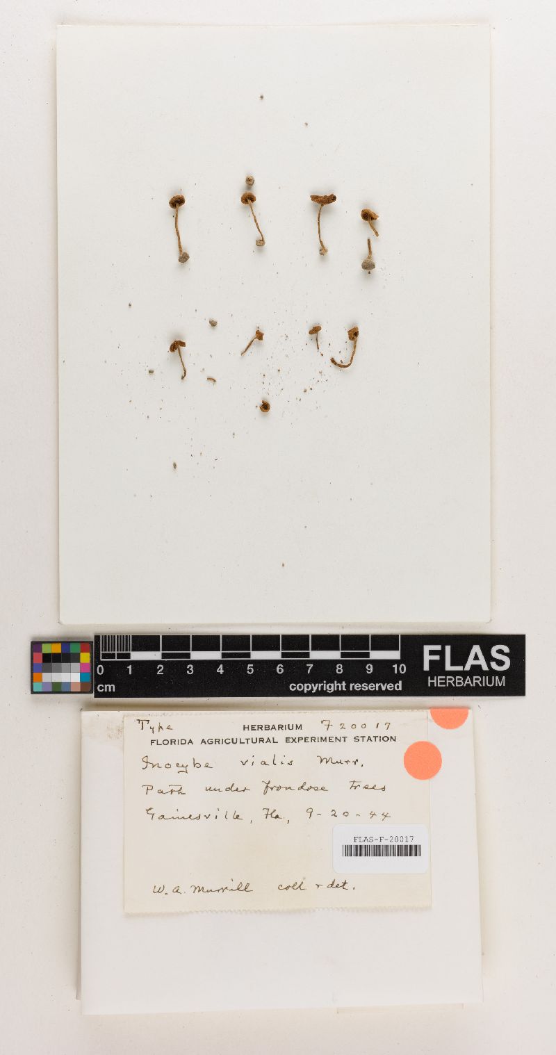 Inocybe vialis image